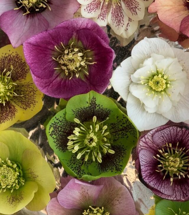 close up of hellbores flowers in a variety colors