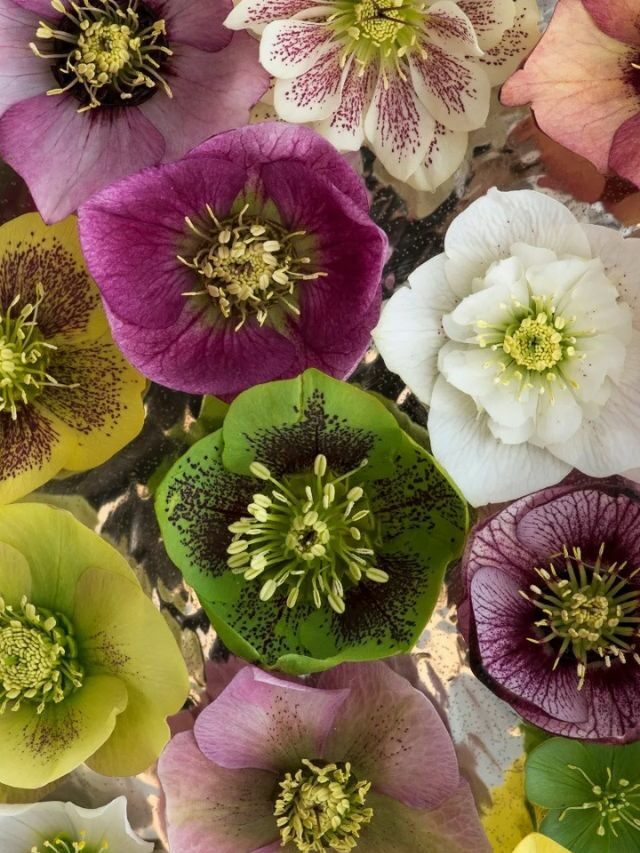 GROWING AND CARING FOR HELLEBORES