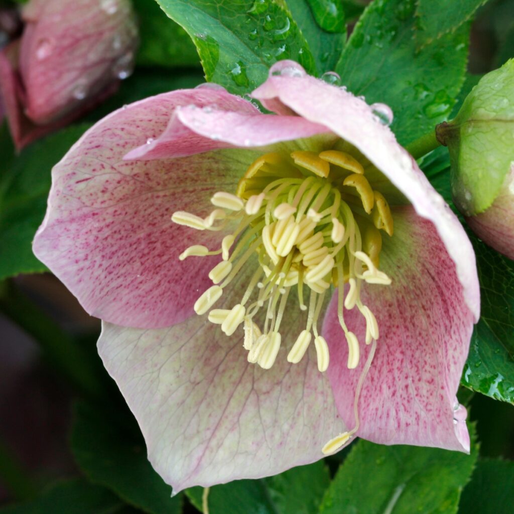 What to do with hellebores in summer