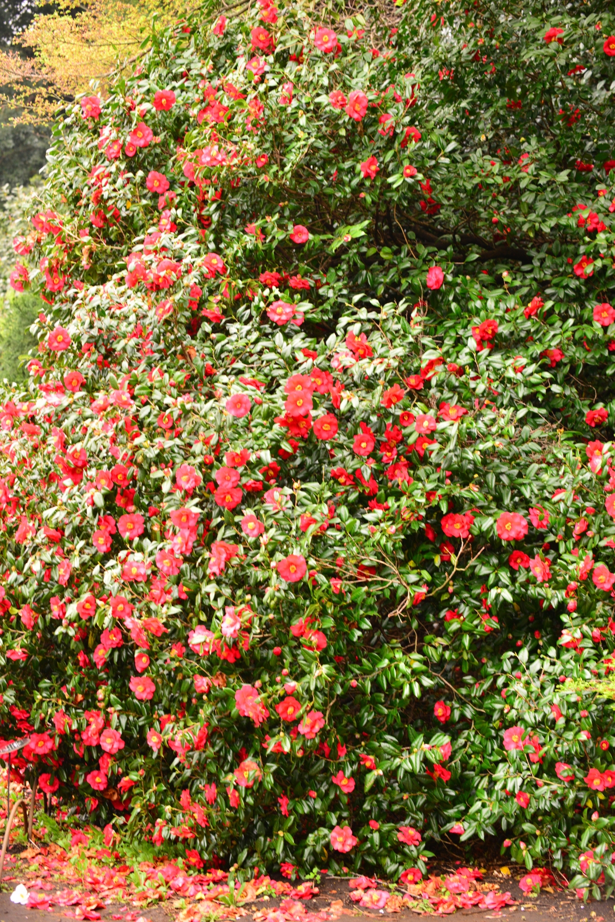 large camellia shrub with red flowers