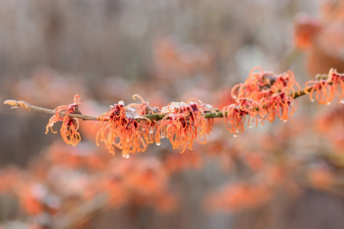 orange witch hazel flowers on branch