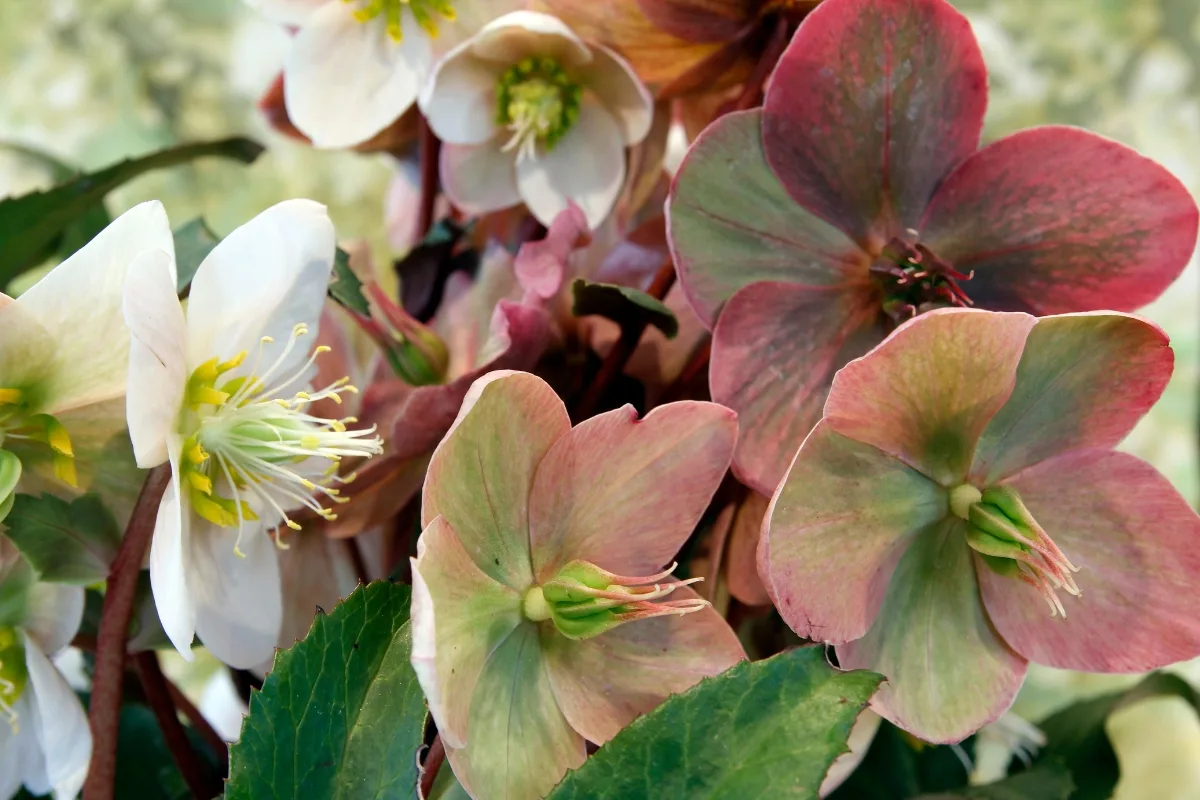 pink and white hellebore flowers