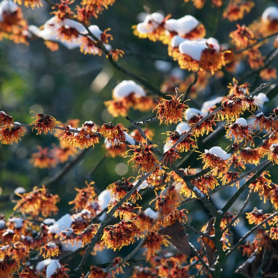 How to Grow Witch Hazel in the Garden - growhappierplants.com