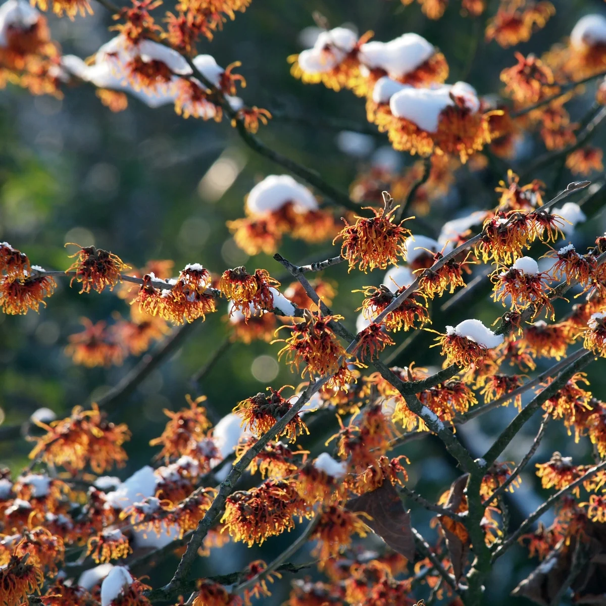 snow covered witch hazel flowers on branches