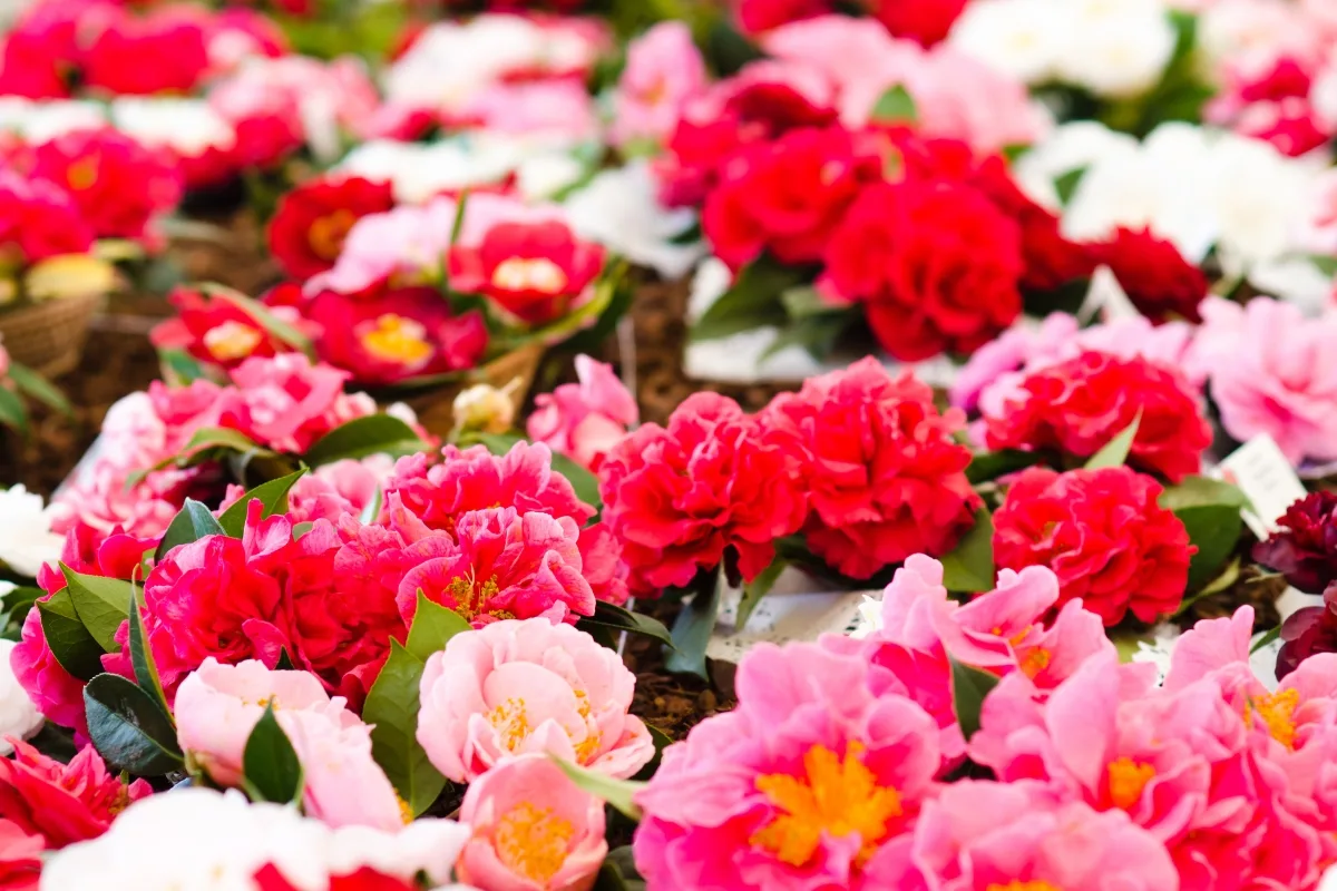 variety of different camellia flower colors, from red to pink to white