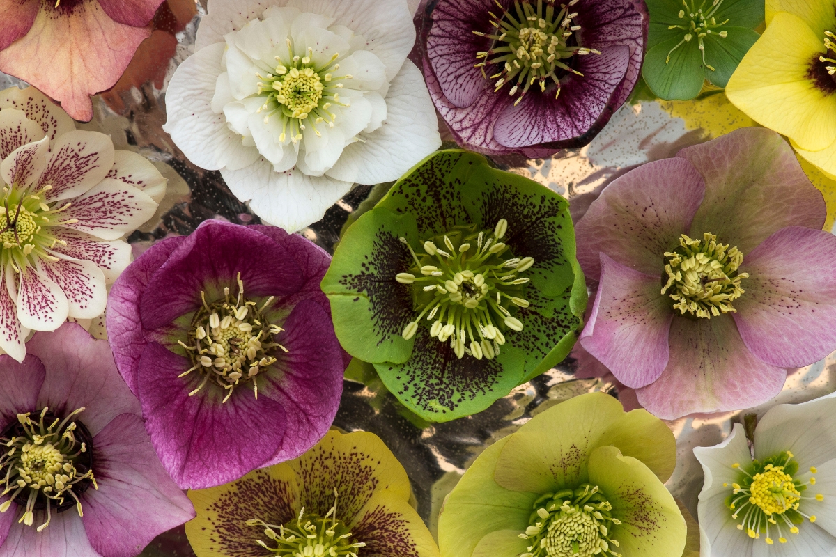 variety of different hellebore colors and species