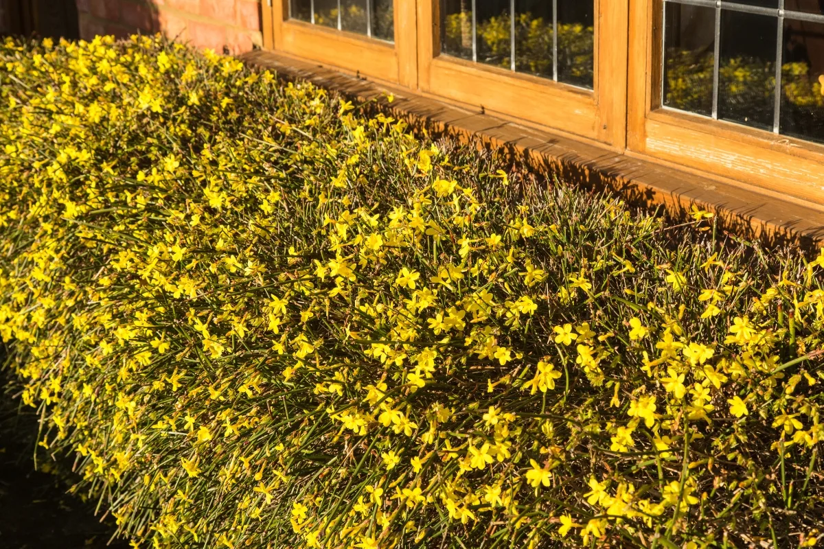 winter jasmine growing along fence