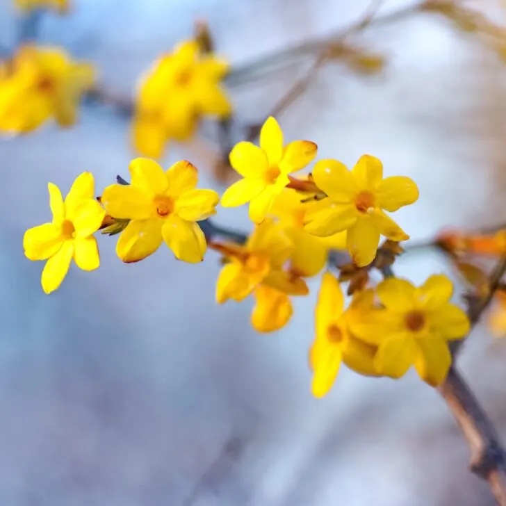 yellow winter jasmine branch