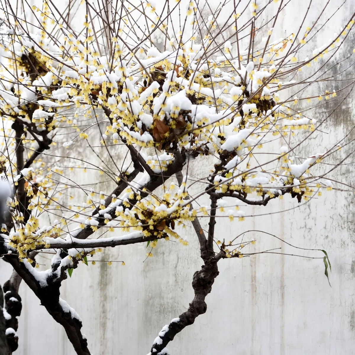 winter jasmine blooming on branches in the snow