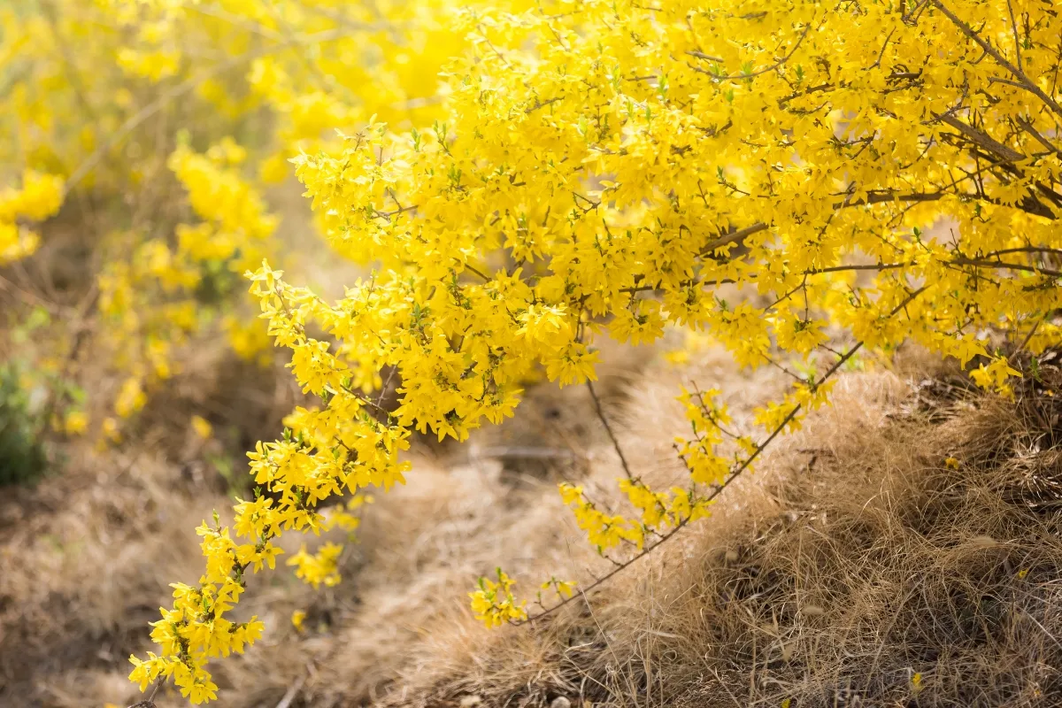 winter jasmine growing on a slope