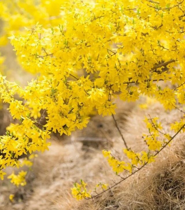 branches of winter jasmine with blooming yellow flowers