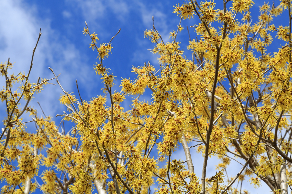 tall witch hazel plant with yellow flowers