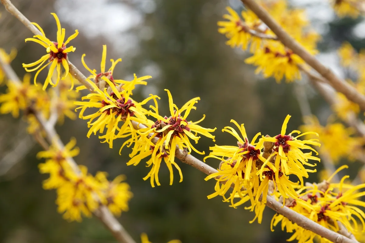 witch hazel shrub in bloom