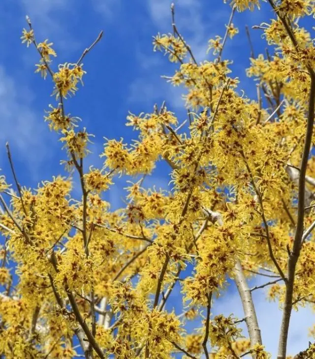 yellow witch hazel bush