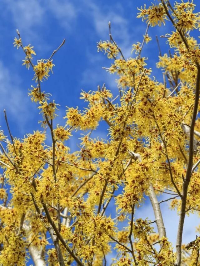 GROWING AND CARING FOR WITCH HAZEL