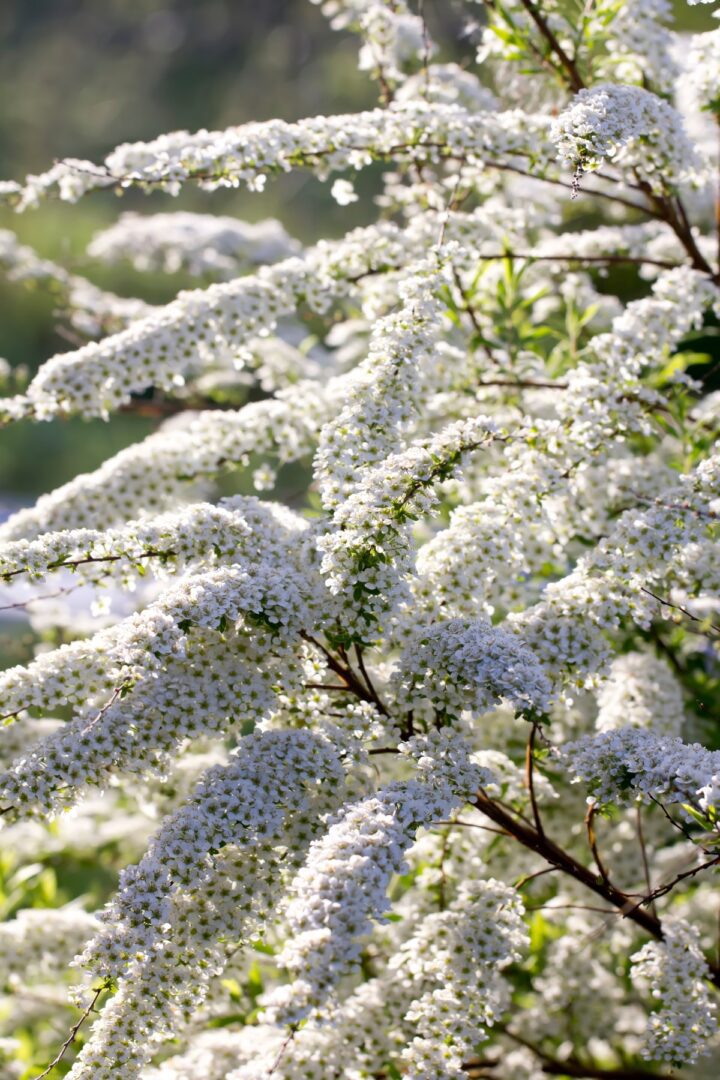 When and How to Prune Spirea