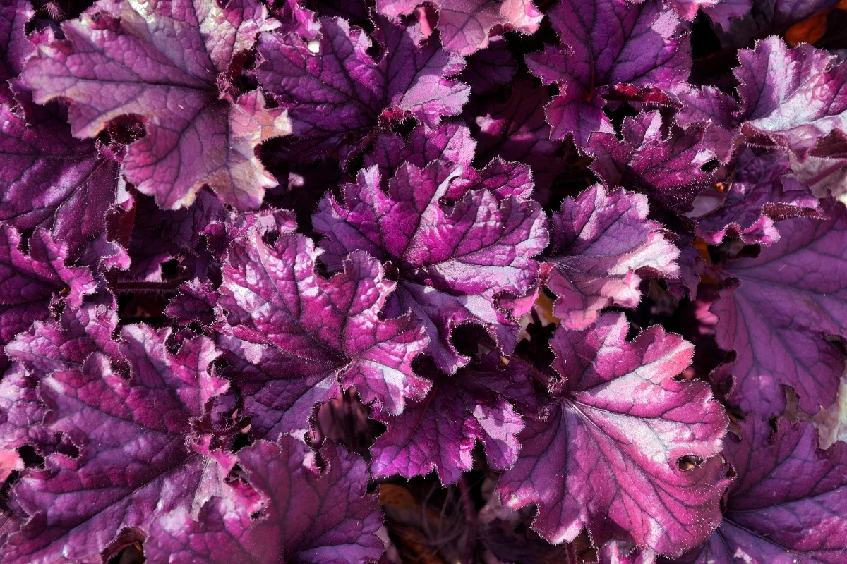 Forever Purple heuchera