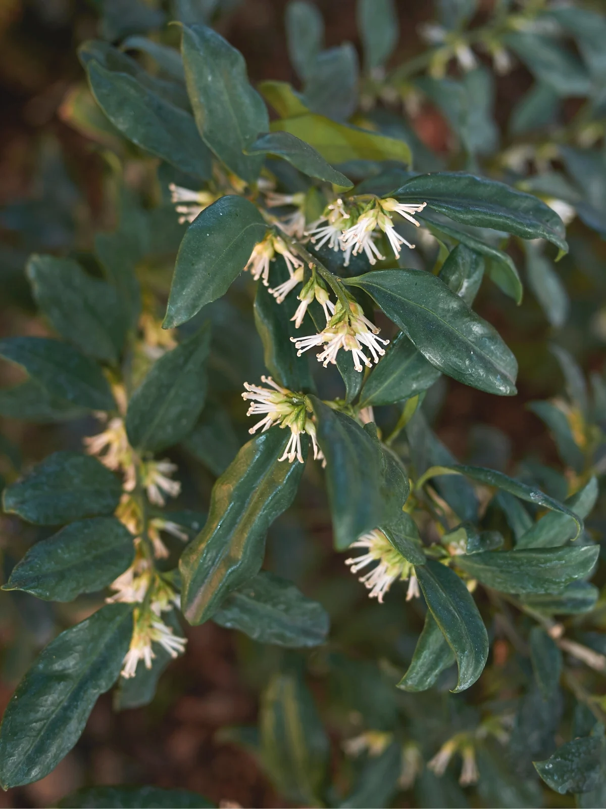 Sarcococca confuse (Christmas sweet box) flowers