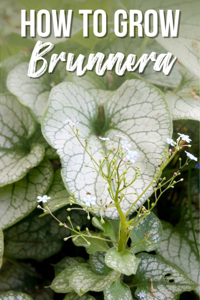 How to Grow and Care for Brunnera