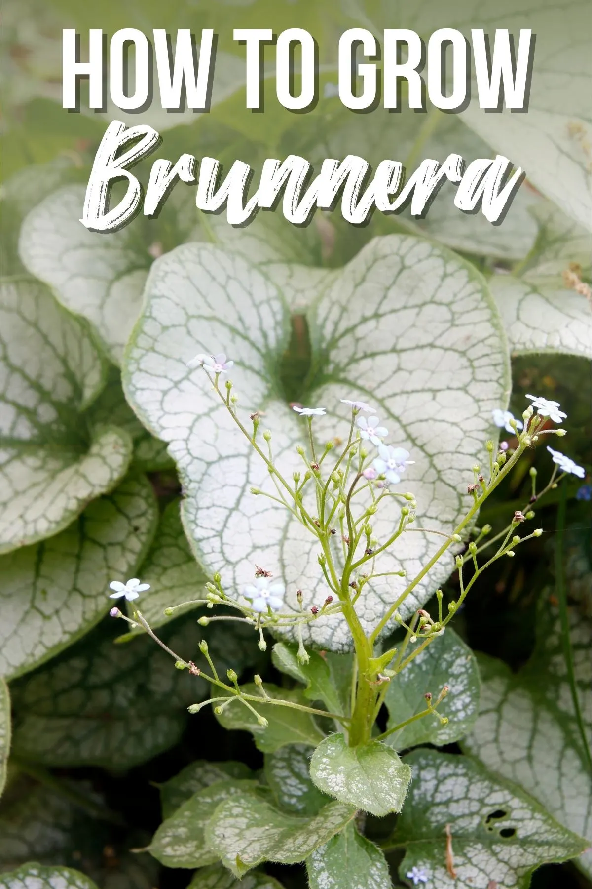 how to grow brunnera