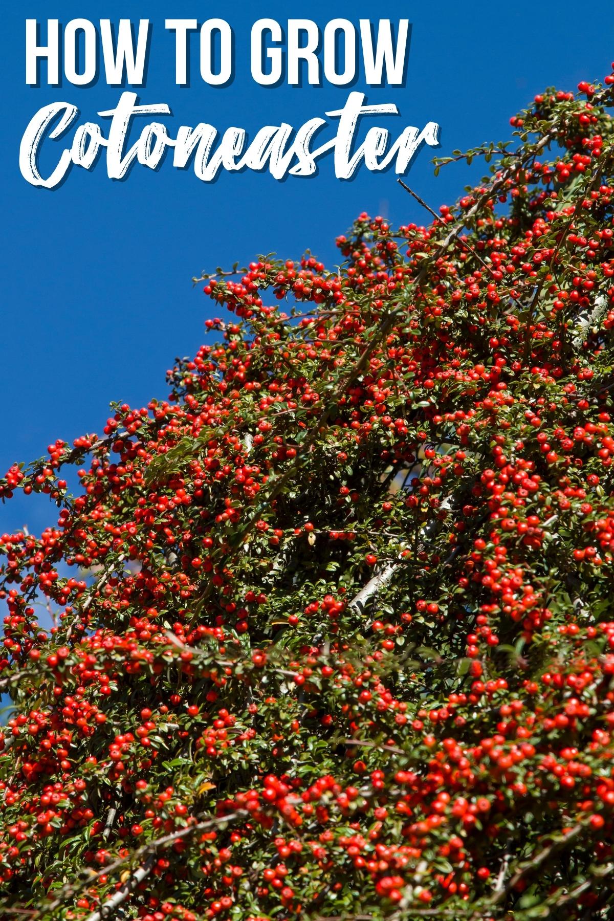 how to grow cotoneaster text overlay on image of cotoneaster shrub