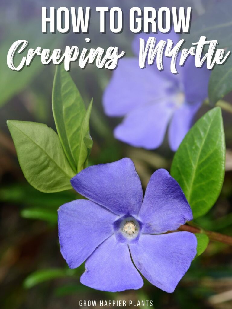 How to Grow Creeping Myrtle (Vinca Minor) - growhappierplants.com