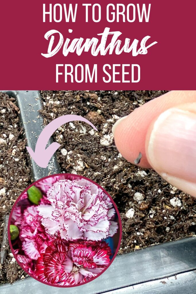 How to Grow Dianthus (Carnations) from Seed - growhappierplants.com