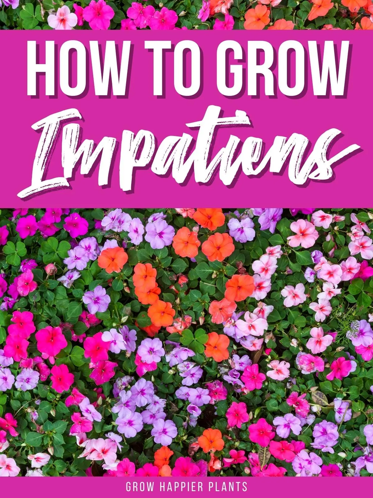 are new guinea impatiens safe for dogs