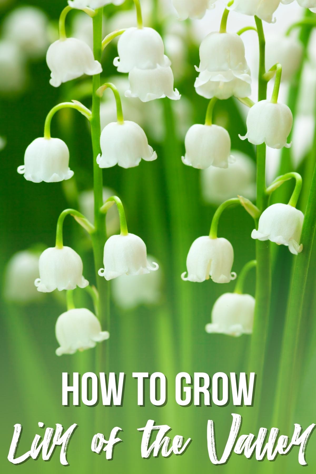 how to grow lily of the valley