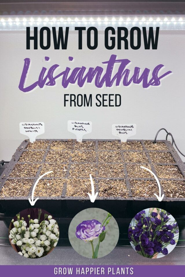 How to Grow Lisianthus from Seed