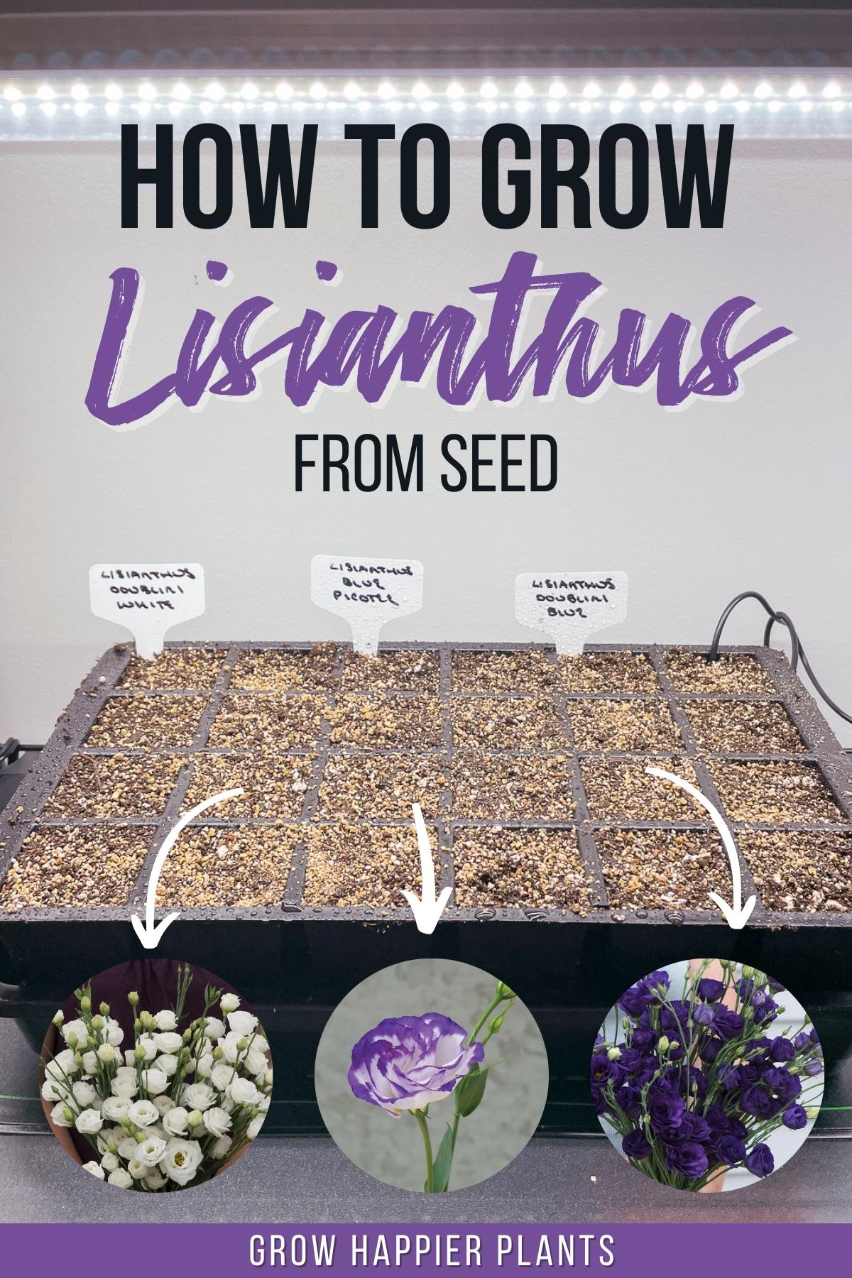 how to grow lisianthus from seed with image of seed starting tray