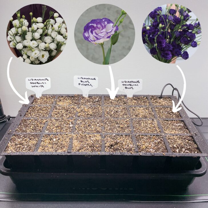 tray of lisianthus seeds overlaid with pictures of each flower