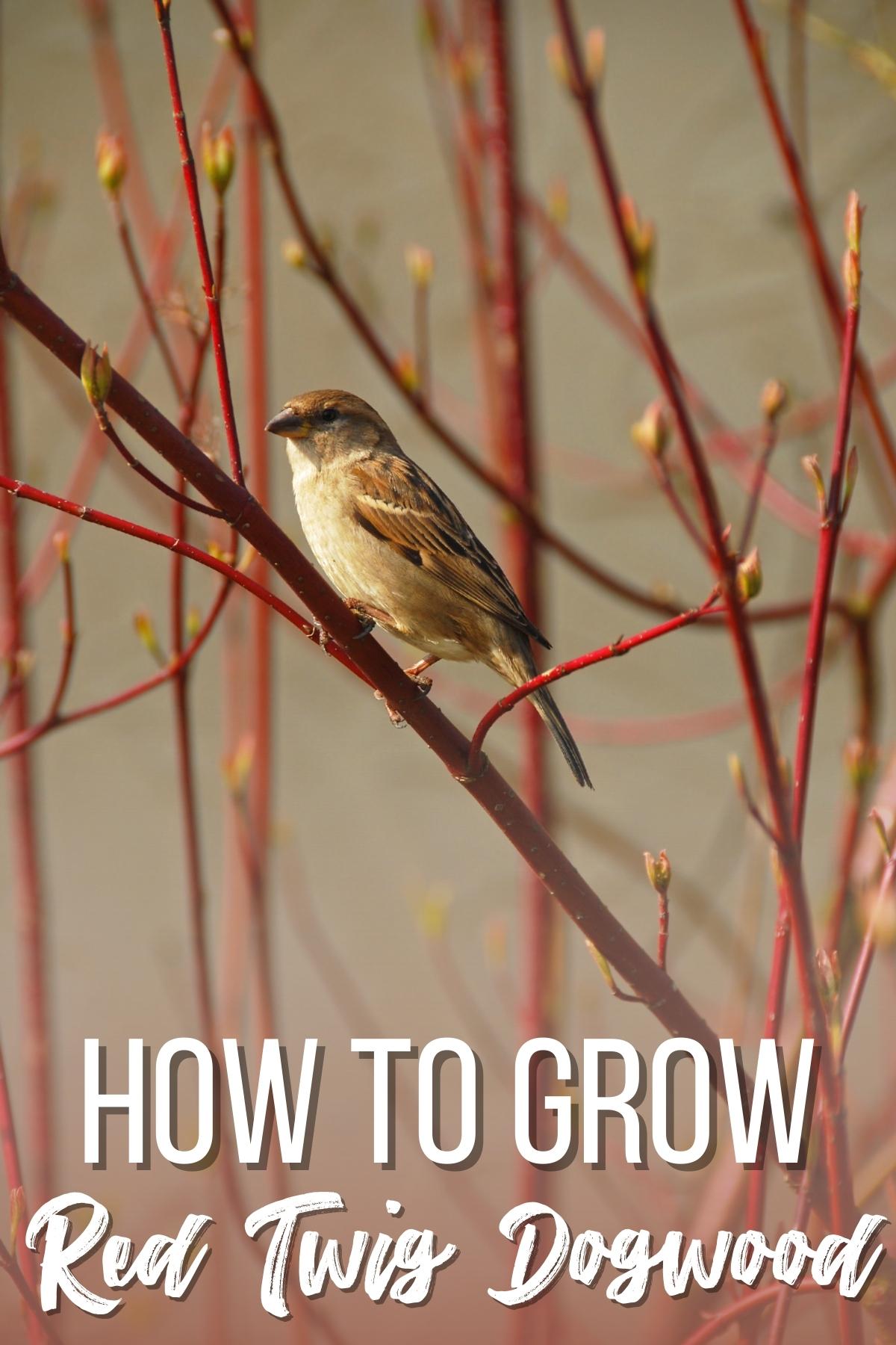 how to grow red twig dogwood