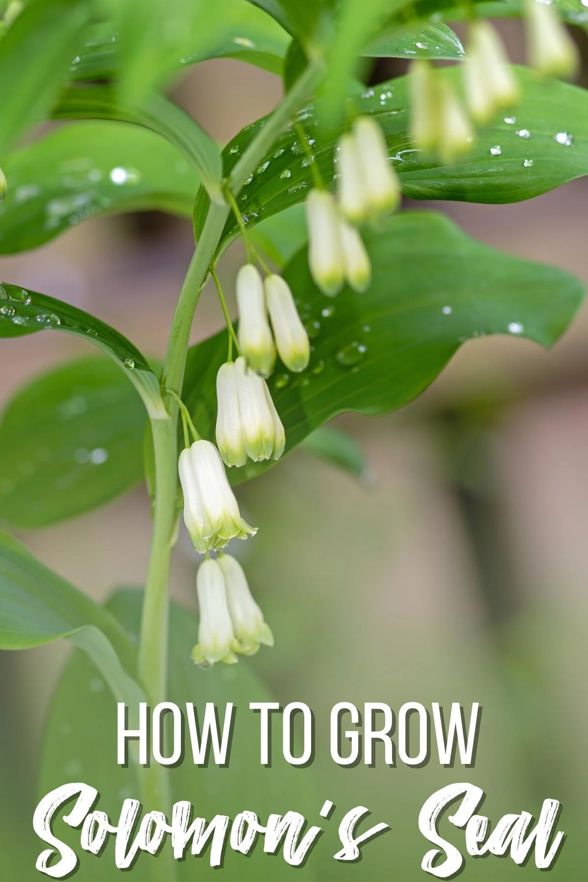 How to Grow and Care for Lily of the Valley