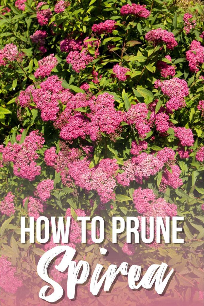 When and How to Prune Spirea