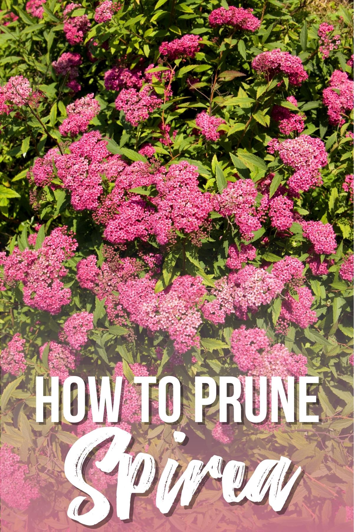 how to prune spirea