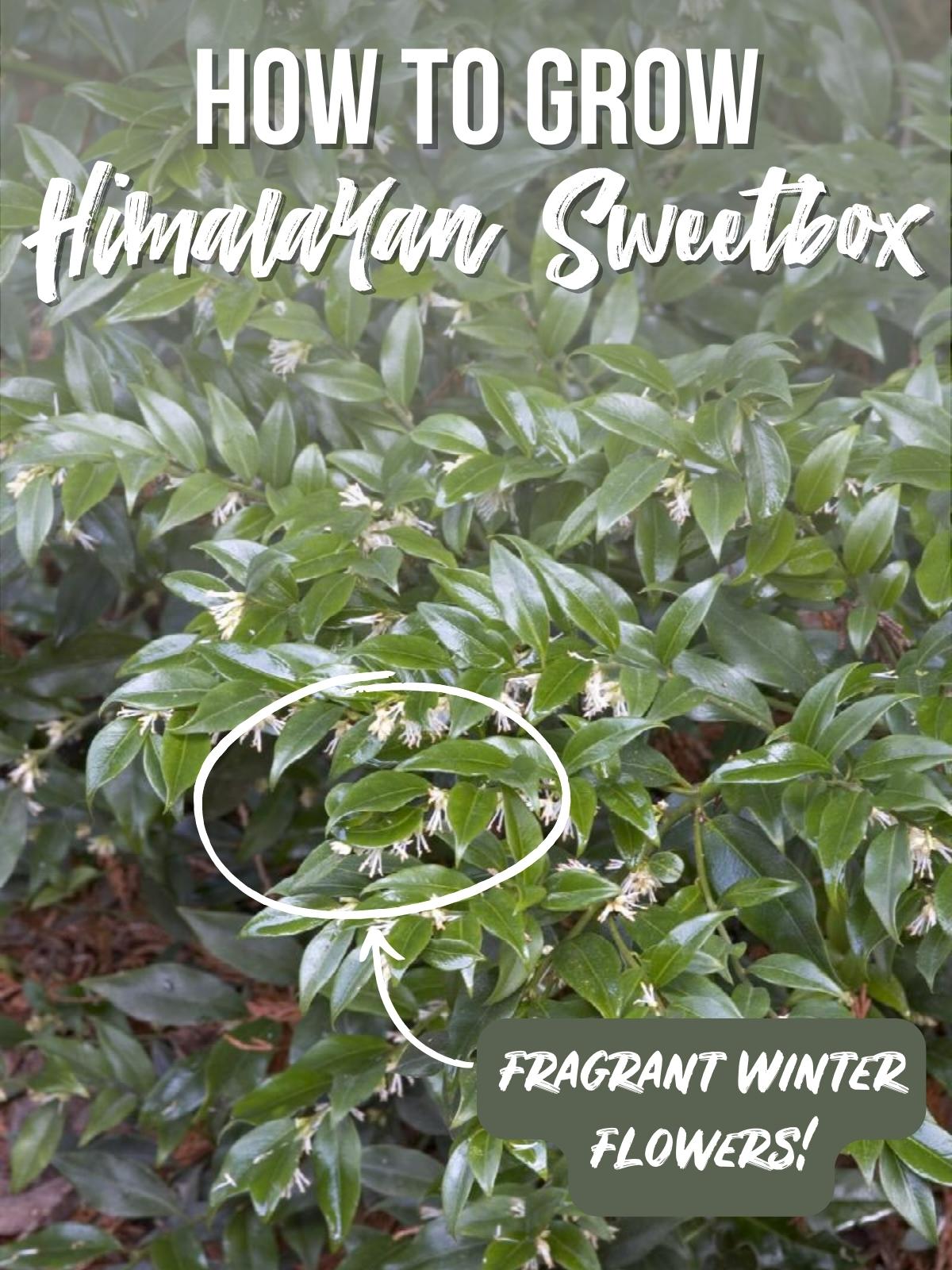 how to grow himalayan sweetbox