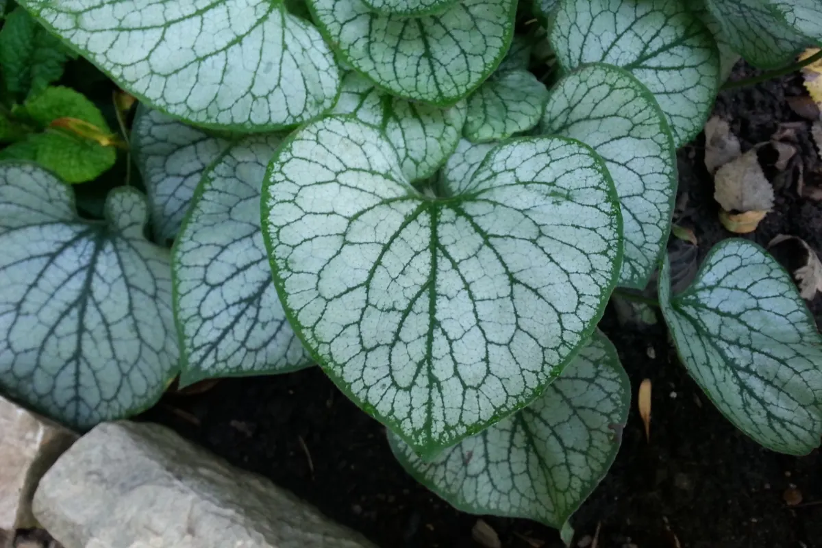 Jack Frost brunnera