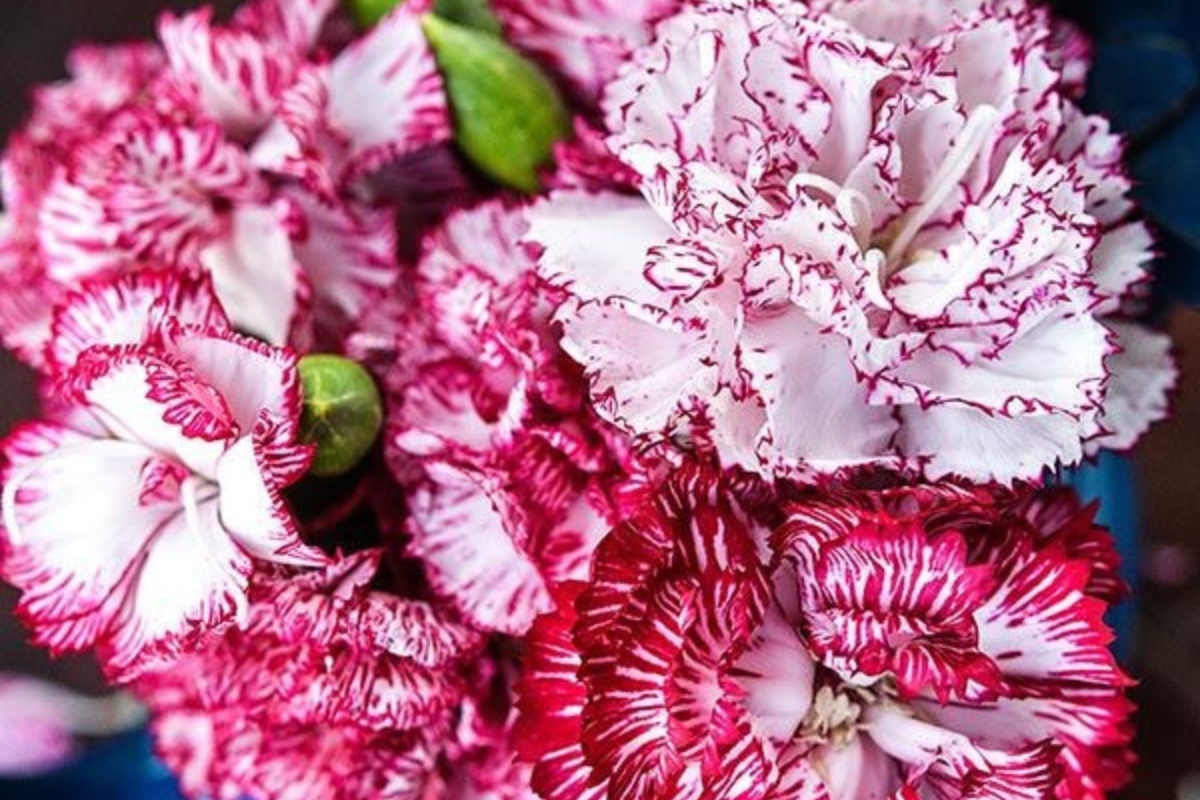 Raspberry Ripple dianthus with pink and white flowers