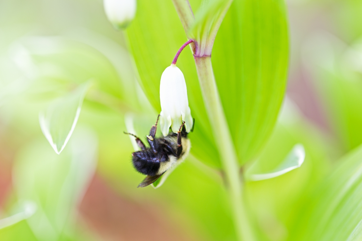 bee on solomon's seal flower