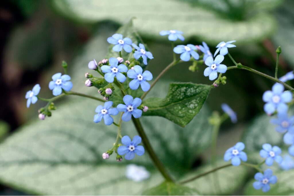 How to Grow and Care for Brunnera
