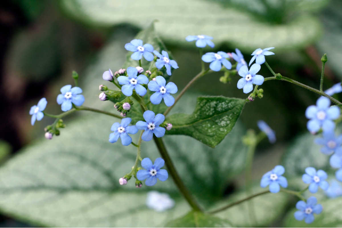blue flowers on Brunnera plant