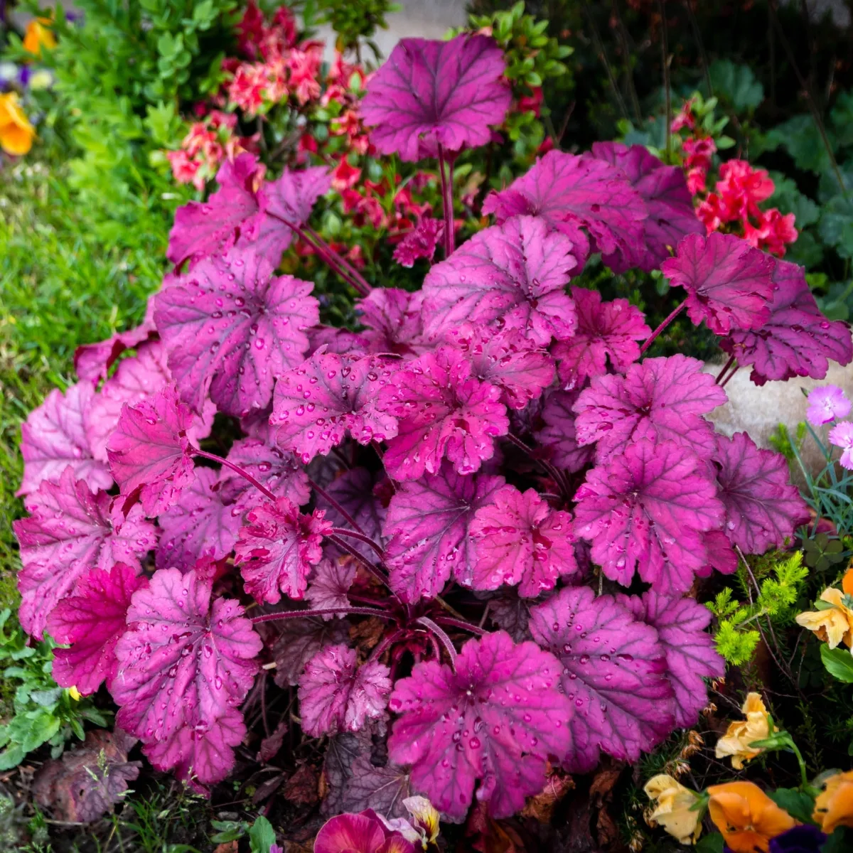 bright purple heuchera in garden