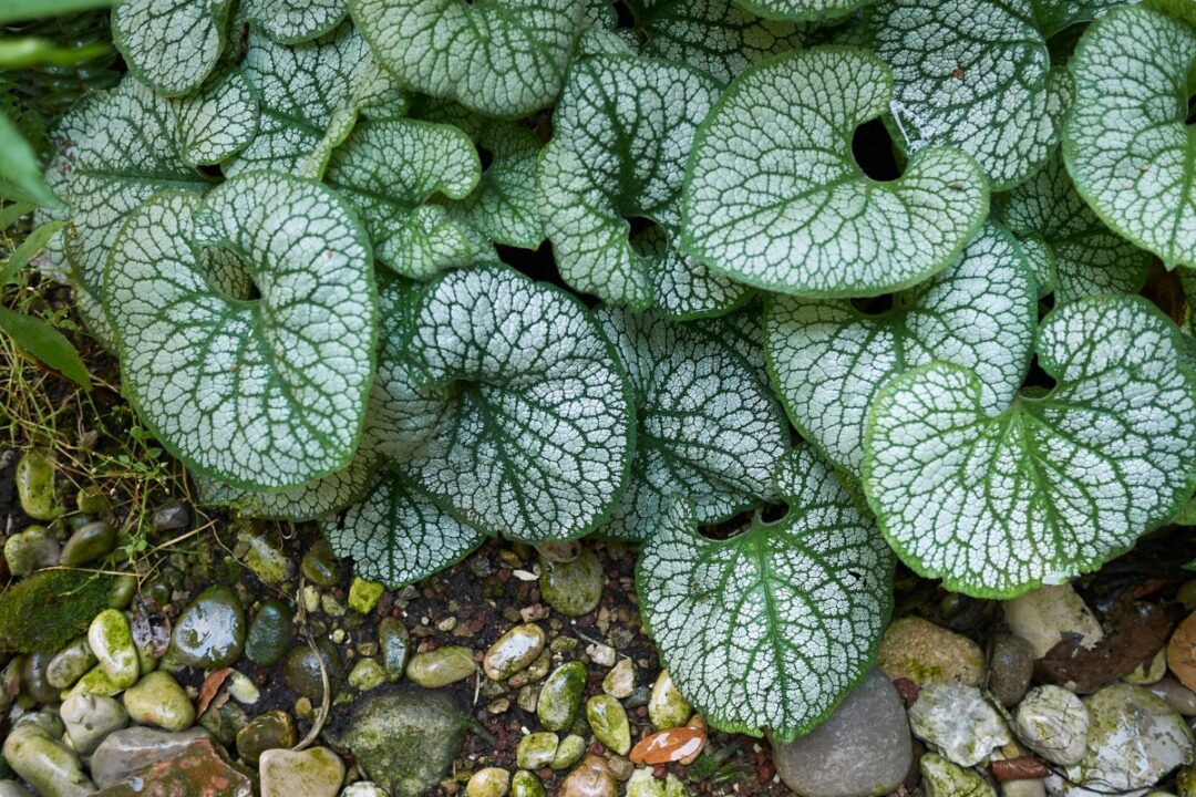 How to Grow and Care for Brunnera