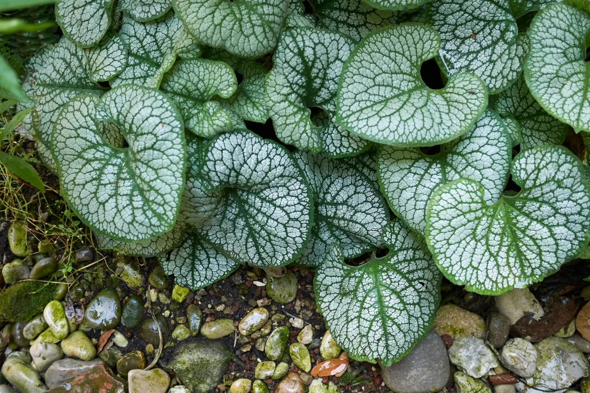 brunnera growing along stream