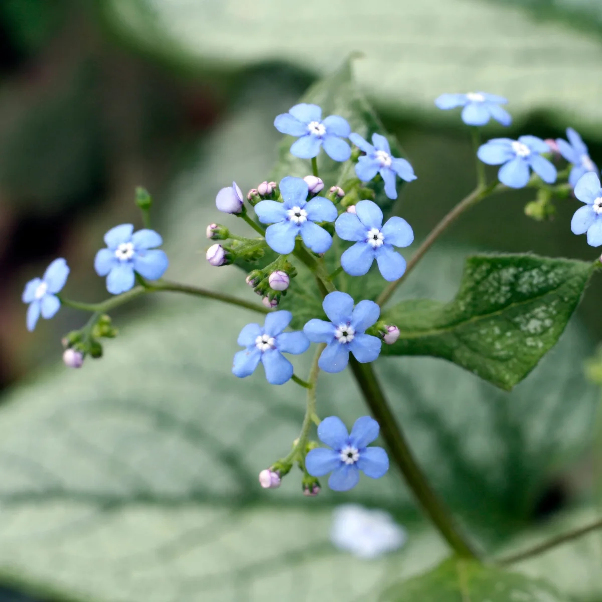 brunnera flowers and leaves