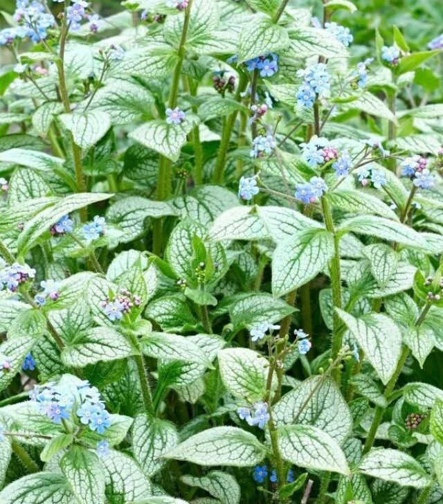brunnera plants with blue flowers