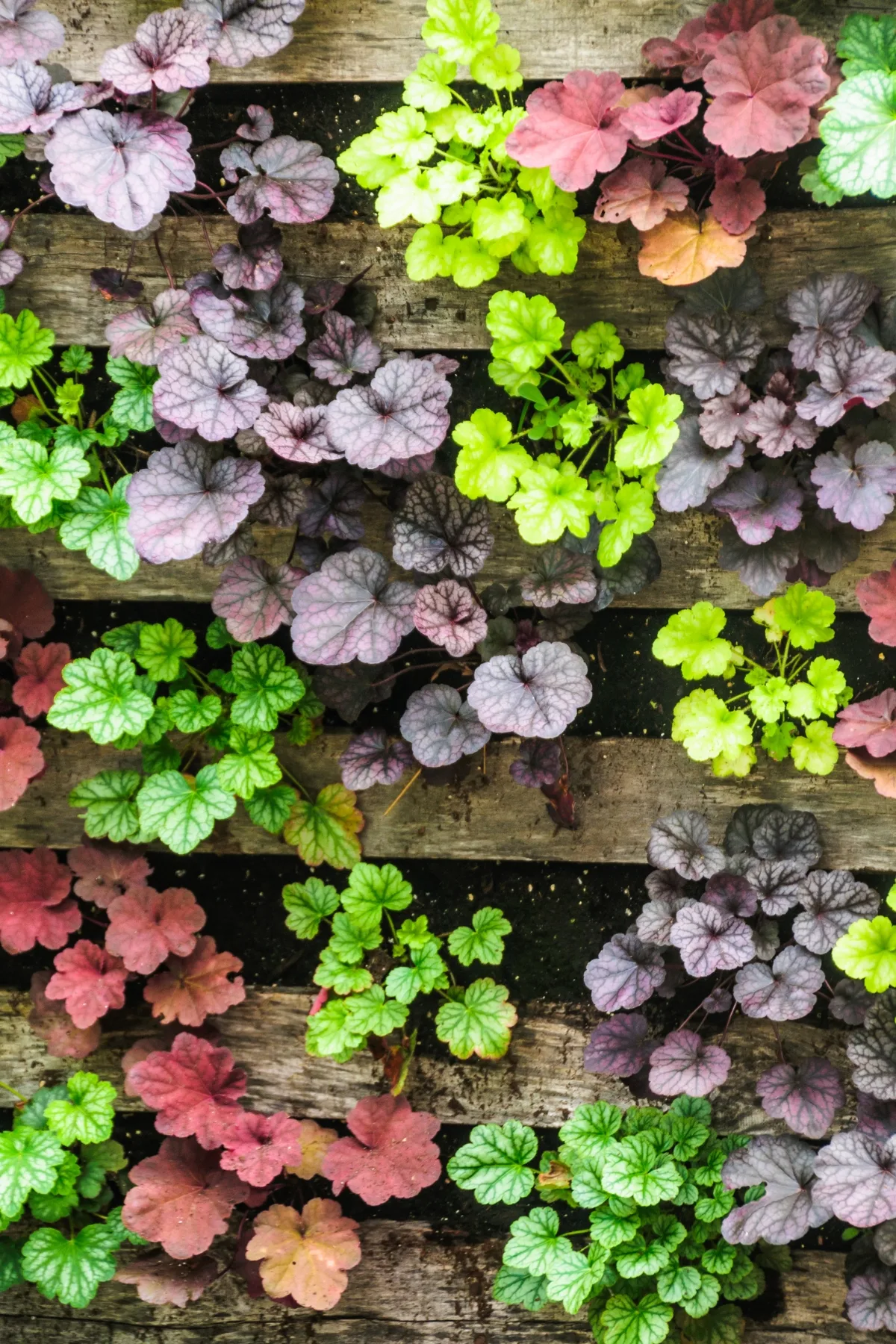 different colored coral bells seedlings