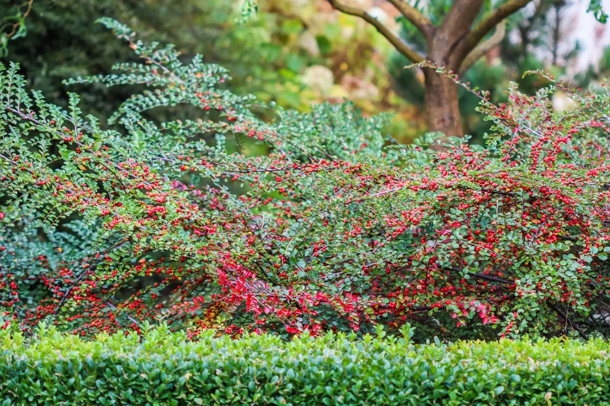 cotoneaster growing behind a low boxwood hedge