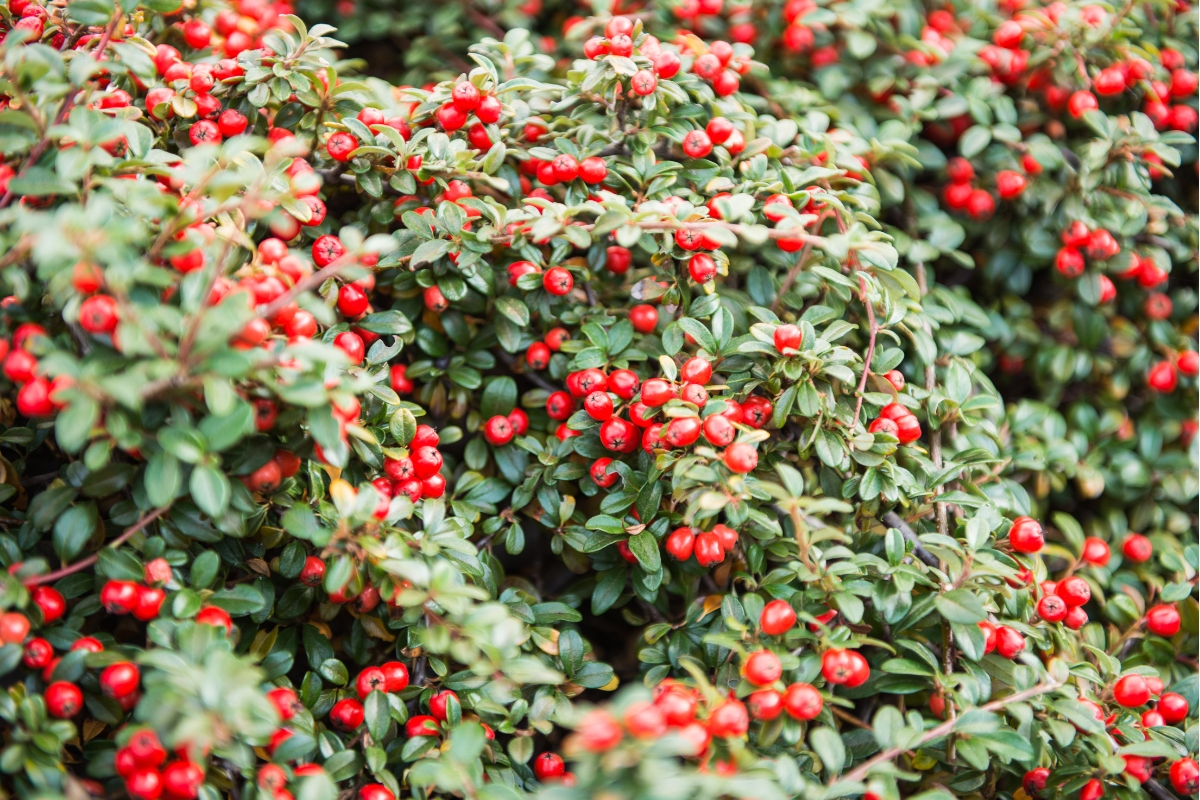 cotoneaster covered in red berries